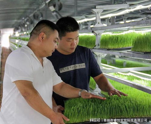 水培牧草 高效、营养、健康的畜牧业优质饲料新选择